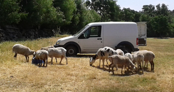 trabajo de granja en el club de pastoreo